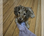 Small Dachshund