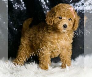 Poodle (Toy) Puppy for sale in WARSAW, IN, USA