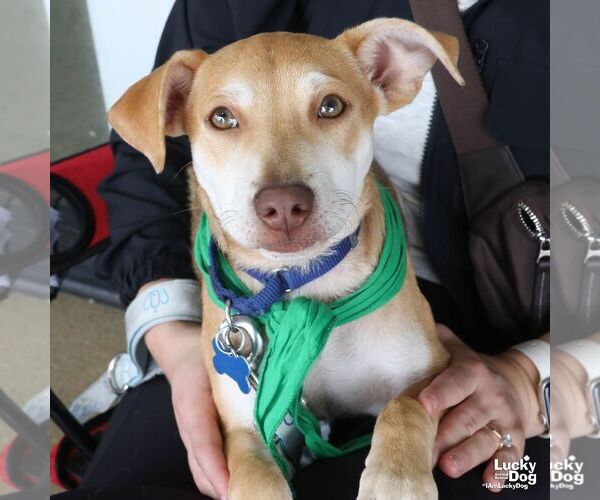Medium Photo #3 Labrador Retriever-Unknown Mix Puppy For Sale in Washington, DC, USA