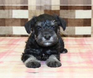 Schnauzer (Miniature) Puppy for sale in DENVER, PA, USA