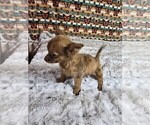 Small #13 Chihuahua