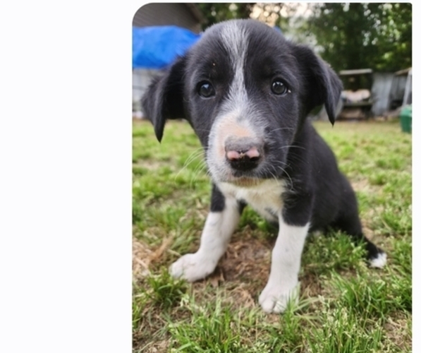 Medium Photo #4 Border Collie Puppy For Sale in TIFTON, GA, USA