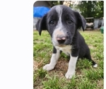 Small Photo #4 Border Collie Puppy For Sale in TIFTON, GA, USA