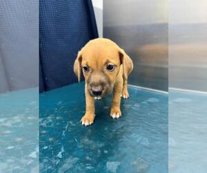Dachshund-Unknown Mix Dogs for adoption in Mobile, AL, USA