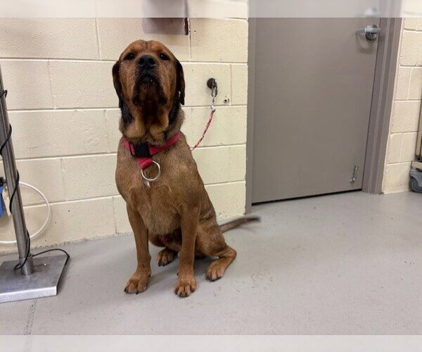 Medium Photo #1 Mastiff Puppy For Sale in Sanford, FL, USA