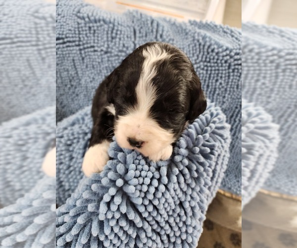 Medium Photo #2 Bernedoodle Puppy For Sale in NASHVILLE, TN, USA