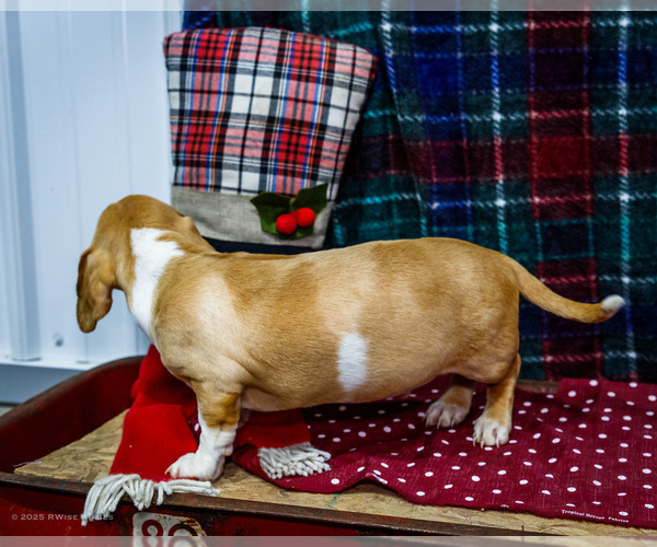 Medium Photo #5 Dachshund Puppy For Sale in WAKARUSA, IN, USA