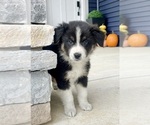 Small #8 Australian Shepherd
