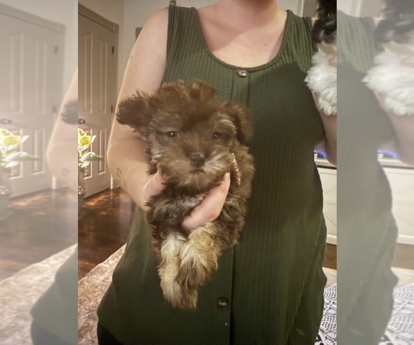 Medium Photo #2 Mal-Shi Puppy For Sale in DINWIDDIE, VA, USA