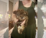 Small Photo #8 Mal-Shi Puppy For Sale in DINWIDDIE, VA, USA