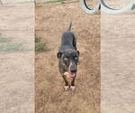 Small #1 Catahoula Leopard Dog Mix