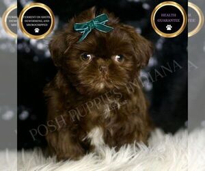 Shih Tzu Puppy for sale in WARSAW, IN, USA