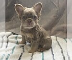 Small #16 French Bulldog