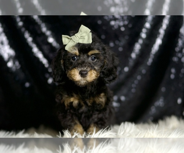 Medium Photo #5 Poodle (Miniature) Puppy For Sale in WARSAW, IN, USA