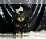 Small #4 Poodle (Miniature)