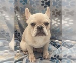 Small #8 French Bulldog