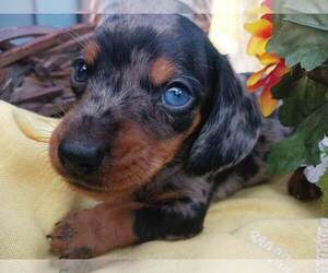 Dachshund Dog for Adoption in WICKENBURG, Arizona USA