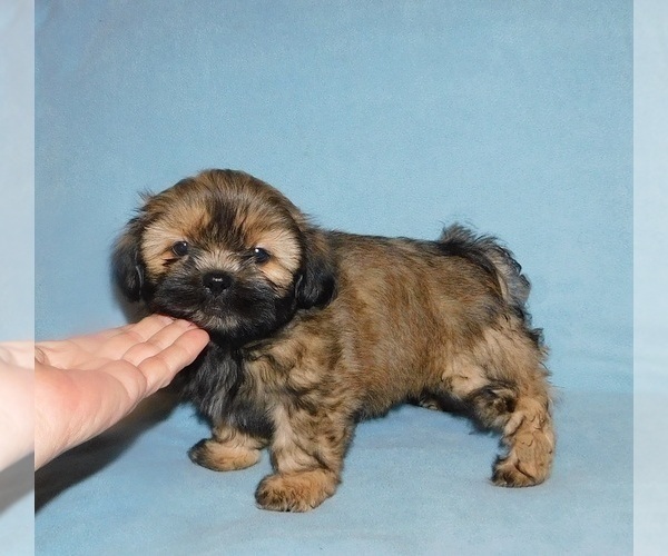 Medium Photo #3 Shih Tzu Puppy For Sale in WARRENSBURG, MO, USA