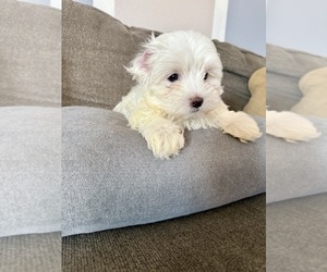 Medium Maltese-Maltichon Mix