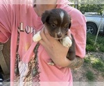 Puppy Puppy 3 Miniature Australian Shepherd
