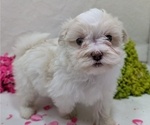 Small #16 Havanese