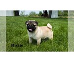 Small Photo #4 Pug Puppy For Sale in CLARE, MI, USA