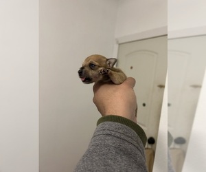 Chihuahua Puppy for sale in AUSTIN, TX, USA