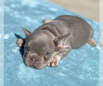 Small #1 French Bulldog