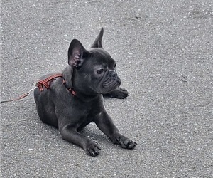 French Bulldog Puppy for sale in MIAMI, FL, USA