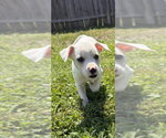 Small #2 Labbe