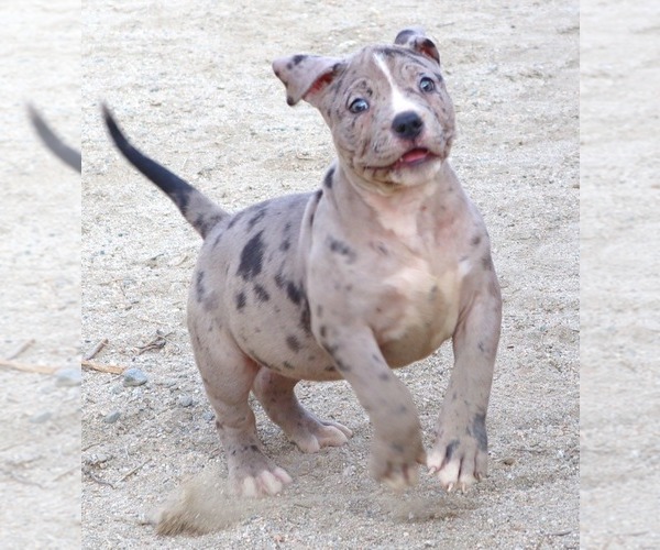 Medium Photo #8 American Bully Puppy For Sale in PALMDALE, CA, USA
