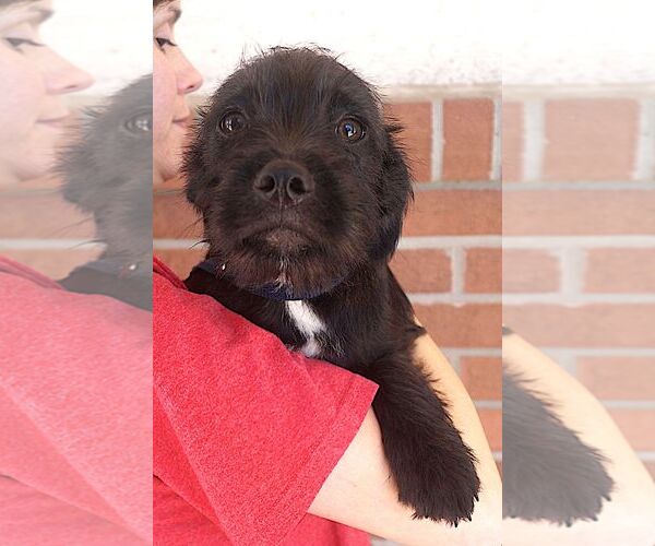 Medium Photo #2 Care-Tzu Puppy For Sale in Carrollton, TX, USA
