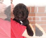Small #1 Care-Tzu