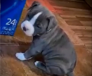 American Bully Puppy for sale in SALEM, IL, USA