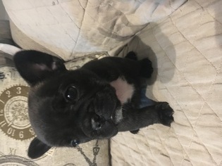 French Bulldog Puppy for sale in SPRINGFIELD, GA, USA