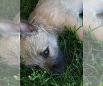 Small #17 Cairn Terrier