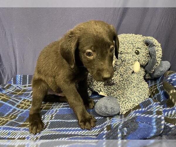 Medium Photo #1 Labrador Retriever-Unknown Mix Puppy For Sale in Modesto, CA, USA