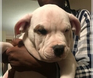 American Bully Puppy for sale in BOONE, IA, USA