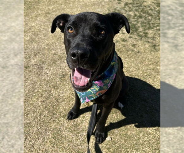 Medium Photo #4 Labrador Retriever-Unknown Mix Puppy For Sale in Las Vegas, NV, USA