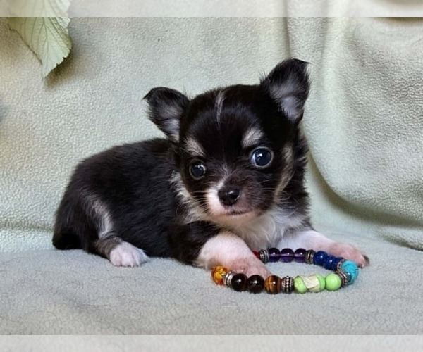 Medium Photo #1 Chihuahua Puppy For Sale in NEWVILLE, PA, USA