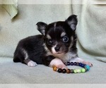Image preview for Ad Listing. Nickname: AKC Hot Tody