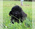 Small Photo #10 Goldendoodle-Poodle (Miniature) Mix Puppy For Sale in HOLDEN, MO, USA