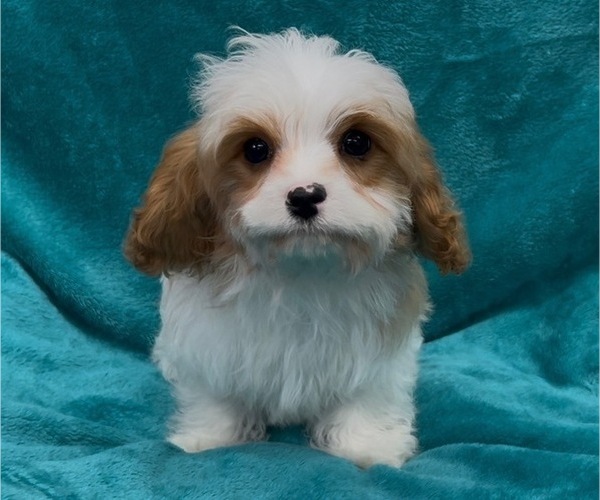 Medium Photo #1 Cavapoo Puppy For Sale in WEST POINT, VA, USA