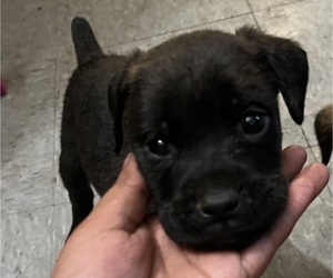 Cane Corso-Rottweiler Mix Puppy for sale in LANSFORD, PA, USA