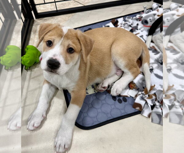 Medium Photo #5 Labrador Retriever-Unknown Mix Puppy For Sale in Royal Palm Beach, FL, USA