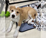 Small #4 Labrador Retriever Mix