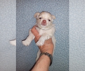 Chihuahua Puppy for sale in NEWVILLE, PA, USA