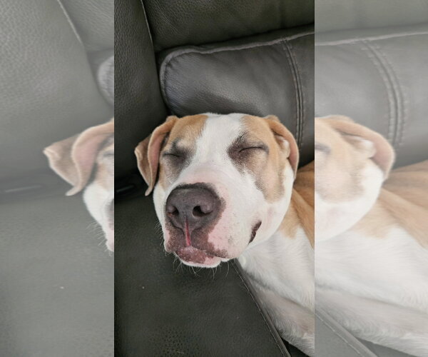 Medium Photo #12 Staffordshire Bull Terrier-Unknown Mix Puppy For Sale in Orlando, FL, USA