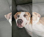Small Photo #12 Staffordshire Bull Terrier-Unknown Mix Puppy For Sale in Orlando, FL, USA