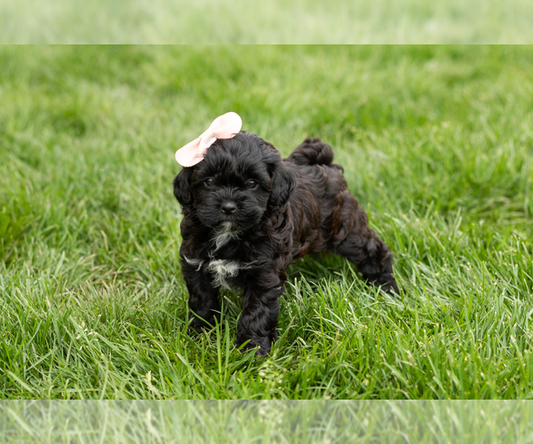 Medium Photo #1 Shih-Poo Puppy For Sale in NAPPANEE, IN, USA